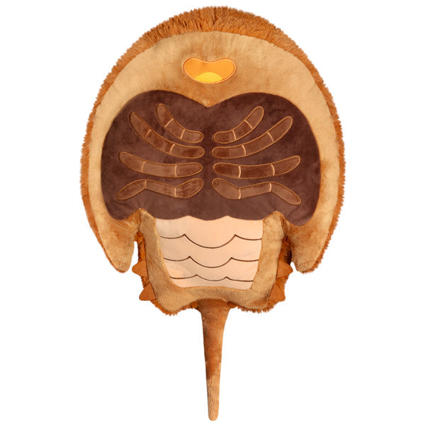 Horseshoe Crab