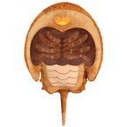 Horseshoe Crab