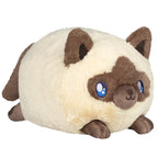 Colorpoint Kitty