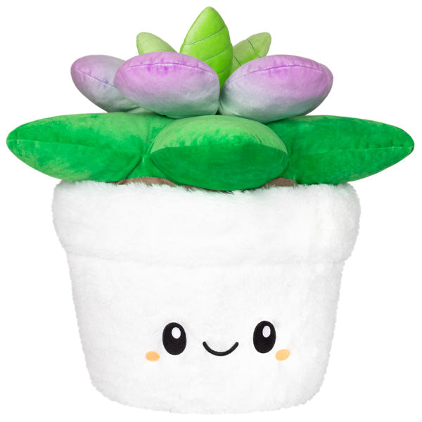 Succulent