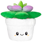 Succulent